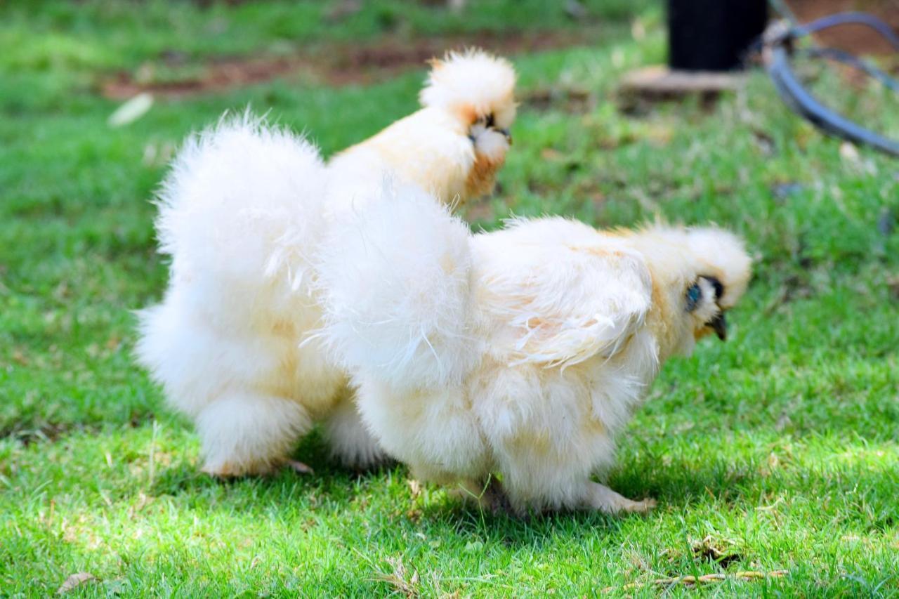 Manas Resort With Petting Zoo, Igatpuri Εξωτερικό φωτογραφία