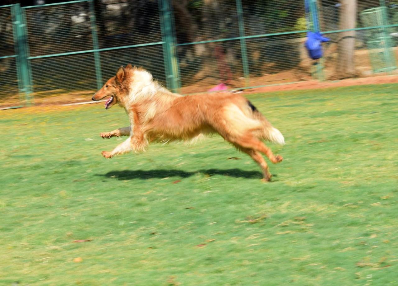 Manas Resort With Petting Zoo, Igatpuri Εξωτερικό φωτογραφία